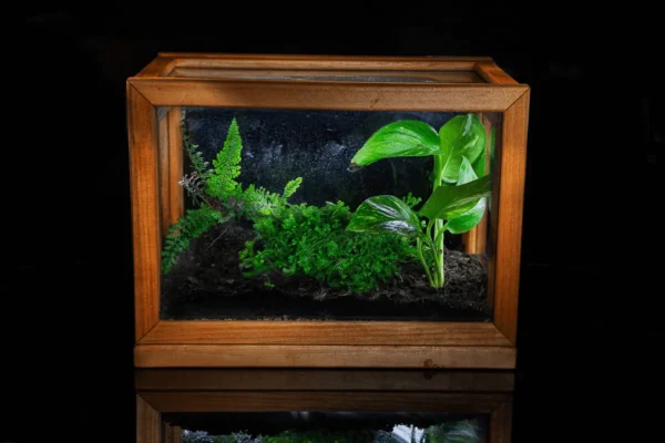 Cubo bosque valdiviano mascota eterna