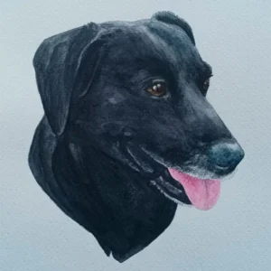 Ilustración de tu mascota